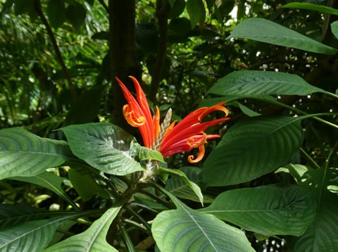 Justicia coccinea Acanthaceae