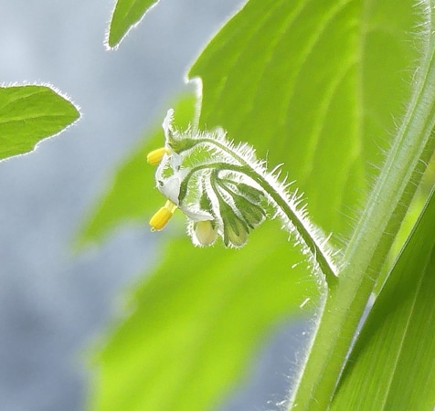 Solanum physalifolium