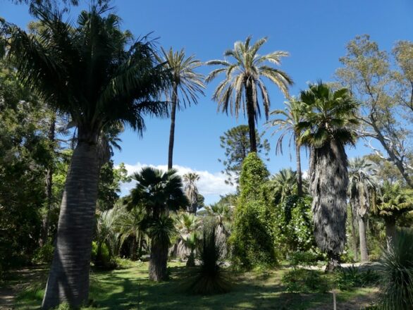 Palmiers de la Côte d'Azur