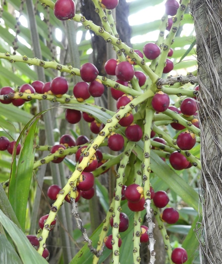 Infrutescence palmier