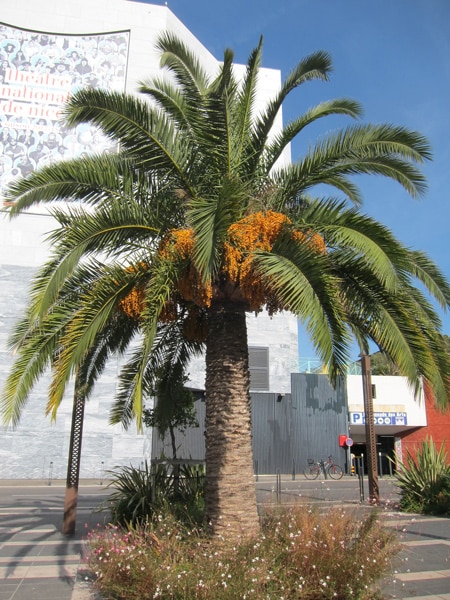 Stipe monocaule du palmier des Canaries au parc Phoenix