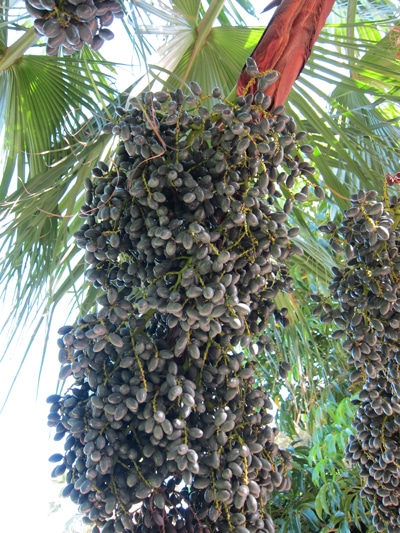 Infrutescence palmier