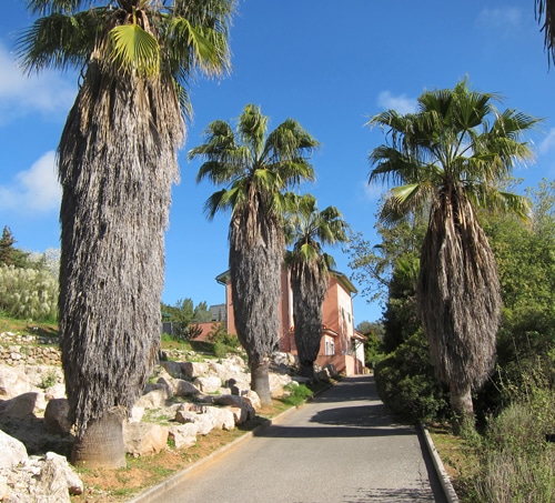 Jardin botanique de Nice