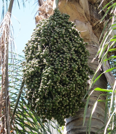 Fruits du palmier de la Reine