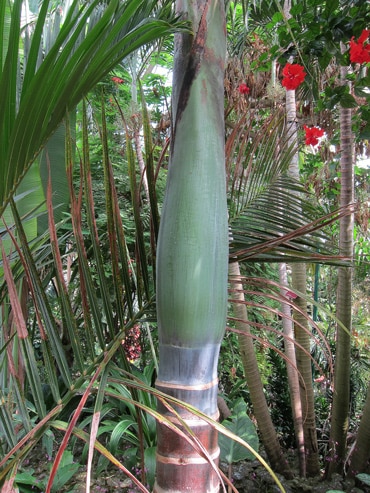 Stipe renflé d'un palmier