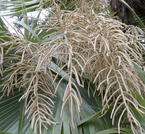 Inflorescence de palmier Brahea dulcis