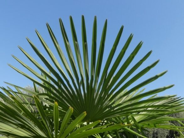 Feuille de palmier