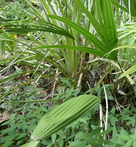 Feuille juvénile, segments accolés d'un palmier