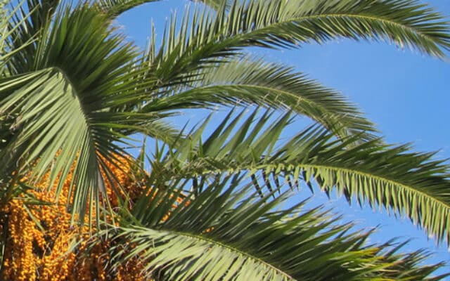 Palmier des Canaries - Phoenix canariensis