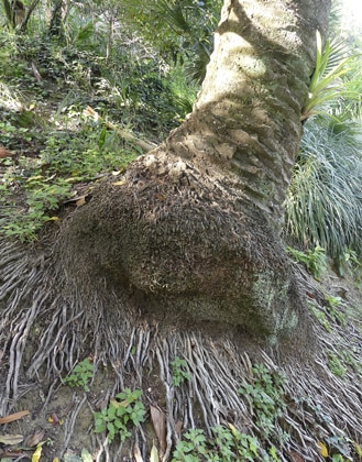 Racines du palmier des Canaries au Val Rhameh à Menton