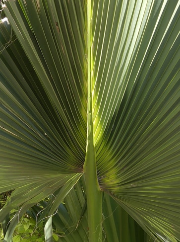 Costa d'un palmier