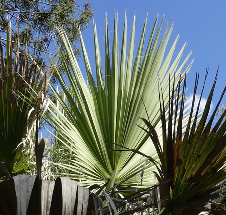 Feuille palmée d'un palmier