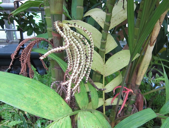 Drupe du Pinanga coronata