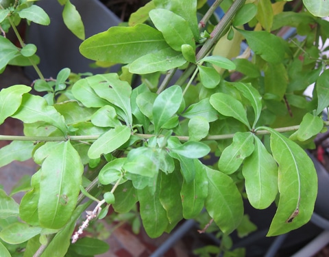 Feuillage Plumbago capensis, dentelaire du Cap