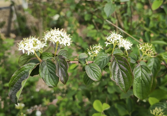 Cornus sanguinea Cornouiller sanguin