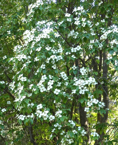 Floraison Cornus - cornouiller