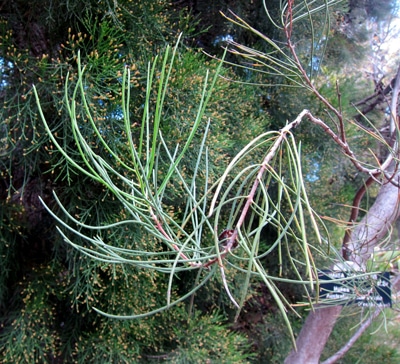 Proteaceae