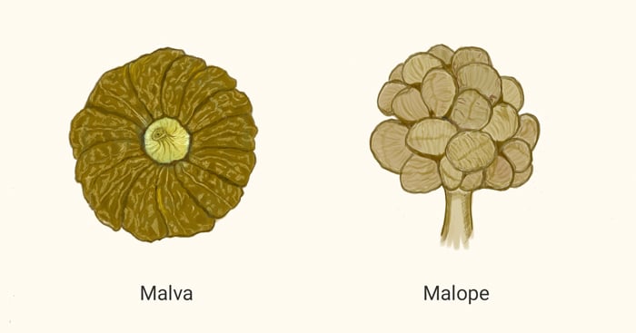 Fruits schizocarpiques
