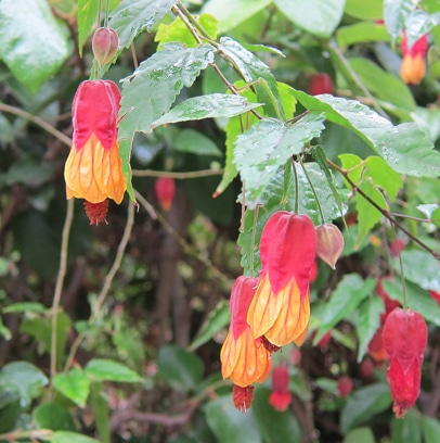 Callianthe