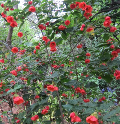 Malvaceae - Malvoideae