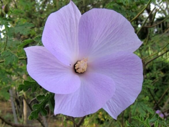 Hibiscus bleu - Malvacées