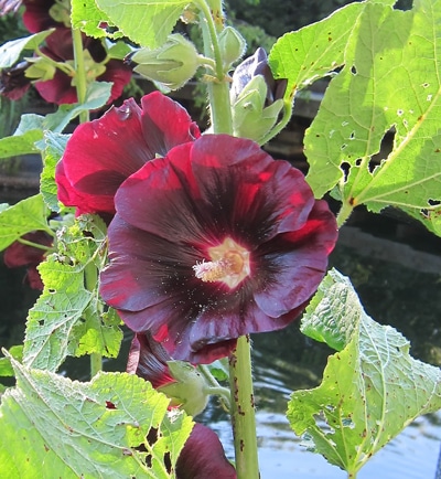 Fleur violet-noir de rose trémière