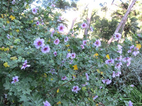 Lavatera maritima