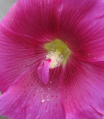 Alcea transformation d'étamines