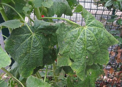 Alcea feuillage