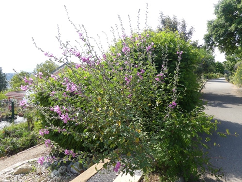 Lavatera olbia