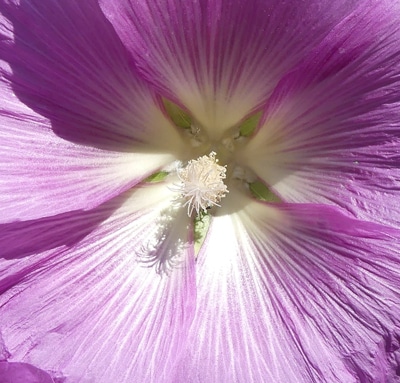 Organes sexuels d'Alcea - poils nectarifères à la base des pétales