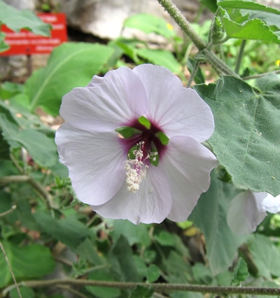 Étamines de lavatère - Malvaceae