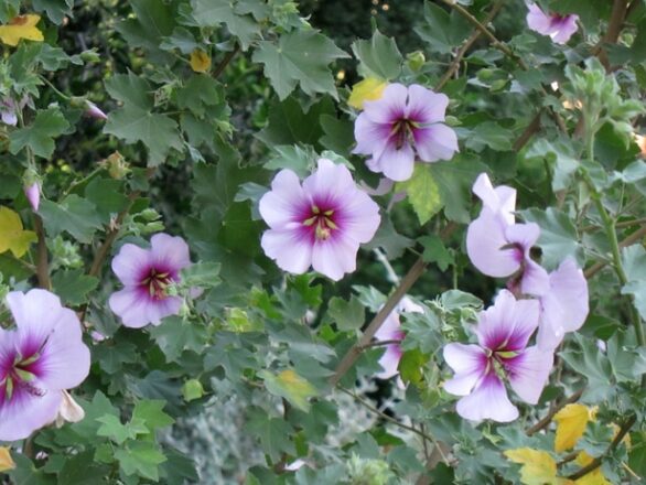 Mauve - Malvaceae