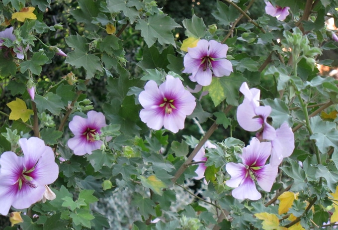 Mauve - Malvaceae