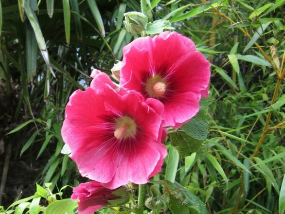 Malvaceae - Malveae
