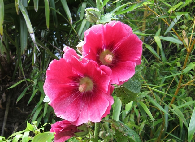 Malvaceae - Malveae