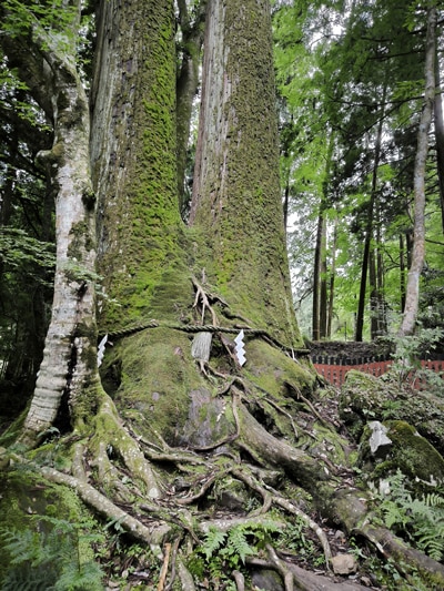 Aioi et Aioro à Kibune, Japon Cryptomeria japonica