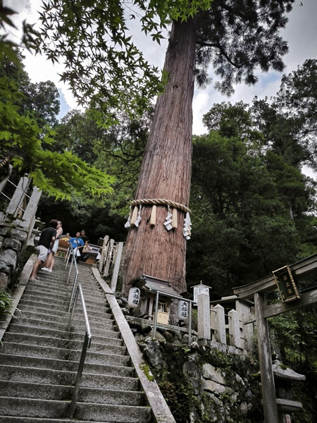 'Cèdre sacré' du sanctuaire Yuki-jinja à Kurama, Japon Arbre sacré, shinboku, avec la corde, shimenawa, ornée de bandes de papier, gohei