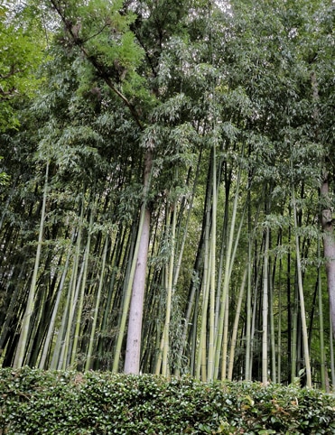 Ginkaku-ji à Kyoto