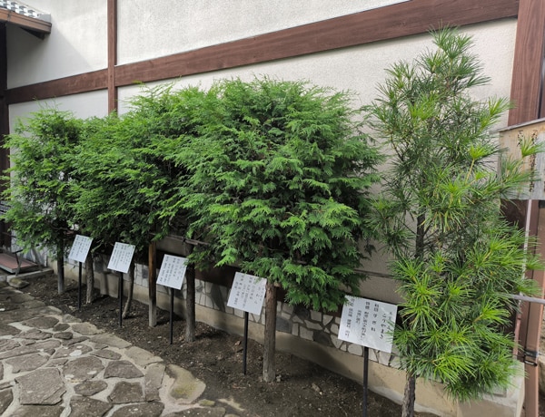 Kiso Goboku à Magome 5 arbres sacrés de la vallée de Kiso