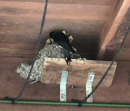 probablement des hirondelles de fenêtre, Delichon urbicum Magome, Japon