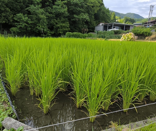 Rizière à Magome, Japon
