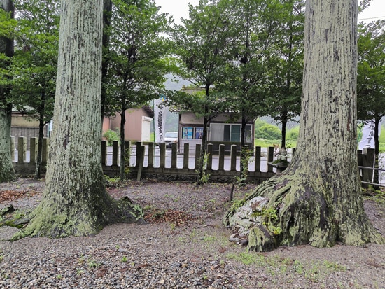 ‘cèdres’ centenaires, Cryptomeria japonica, au sanctuaire Wakamiya Hachiman, Gero, Japon