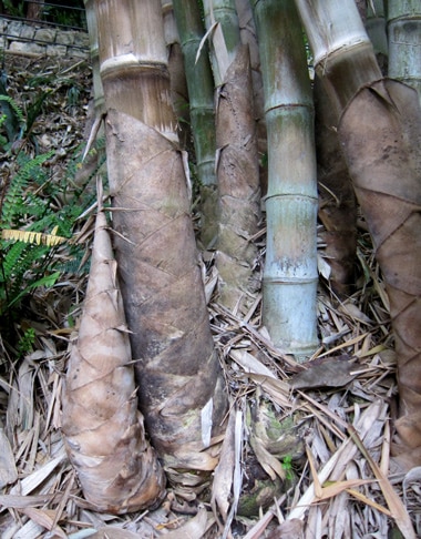 Rhizome ttubéreux), pachymorphes de bambous