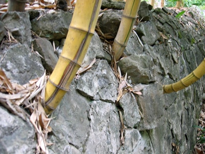 Bambous envahissants