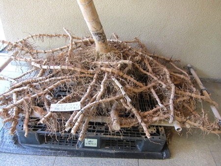 Tiges souterraines du bambou