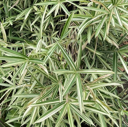 Feuilles panachées de bambous