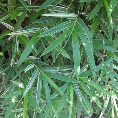 Feuilles panachées de bambous